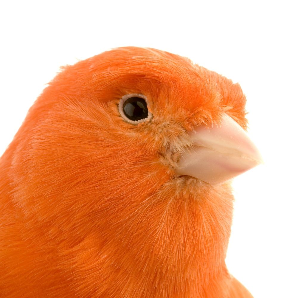 red canary shutterstock_2523145